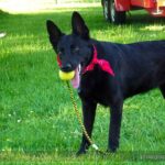 sommerfest2017-29